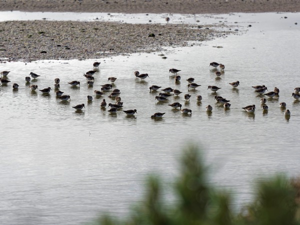 https://lemis.nyc3.digitaloceanspaces.com/grog/Photos/20250703/small/Birding-meeting-325.jpeg