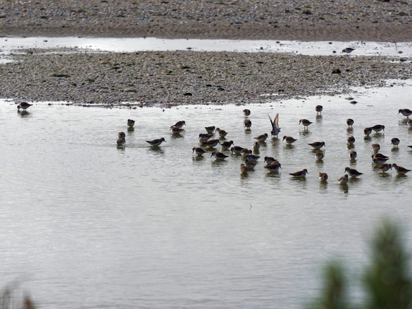 https://lemis.nyc3.digitaloceanspaces.com/grog/Photos/20250703/small/Birding-meeting-326.jpeg