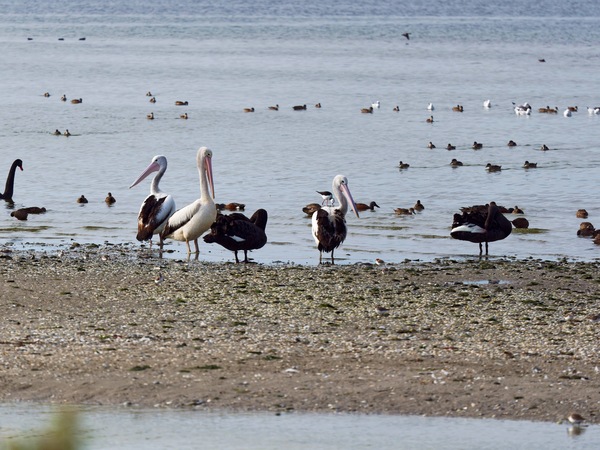 https://lemis.nyc3.digitaloceanspaces.com/grog/Photos/20250703/small/Birding-meeting-327.jpeg