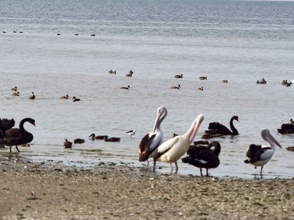 https://lemis.nyc3.digitaloceanspaces.com/grog/Photos/20250703/small/Birding-meeting-328.jpeg