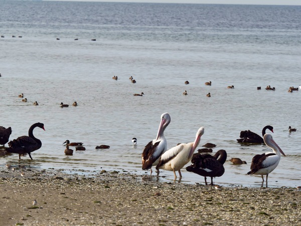 https://lemis.nyc3.digitaloceanspaces.com/grog/Photos/20250703/small/Birding-meeting-329.jpeg