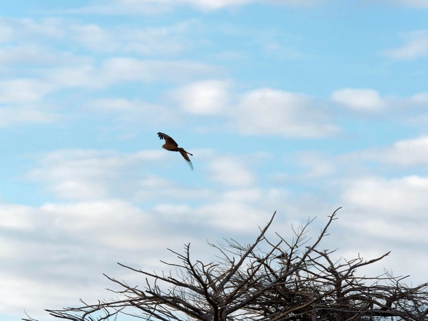 https://lemis.nyc3.digitaloceanspaces.com/grog/Photos/20250703/small/Birding-meeting-33.jpeg