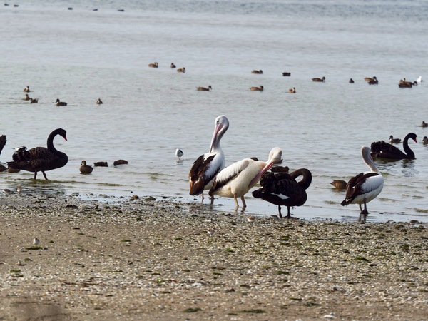 https://lemis.nyc3.digitaloceanspaces.com/grog/Photos/20250703/small/Birding-meeting-330.jpeg