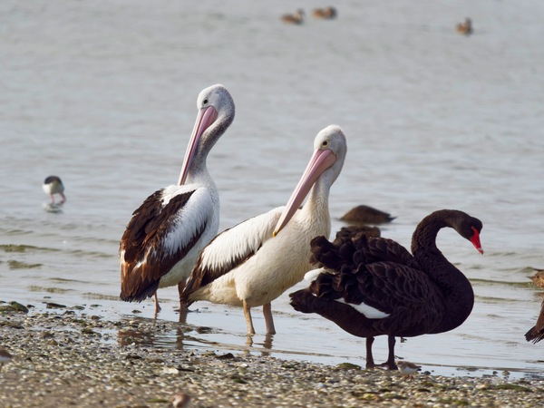 https://lemis.nyc3.digitaloceanspaces.com/grog/Photos/20250703/small/Birding-meeting-331.jpeg