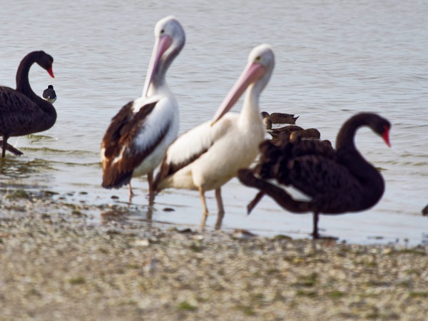 https://lemis.nyc3.digitaloceanspaces.com/grog/Photos/20250703/small/Birding-meeting-332.jpeg