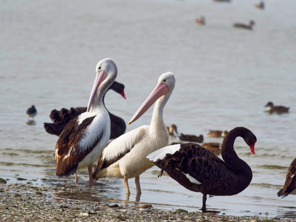 https://lemis.nyc3.digitaloceanspaces.com/grog/Photos/20250703/small/Birding-meeting-333.jpeg