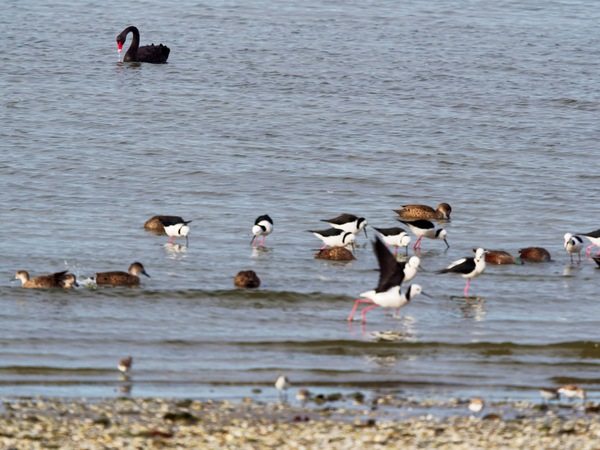 https://lemis.nyc3.digitaloceanspaces.com/grog/Photos/20250703/small/Birding-meeting-334.jpeg