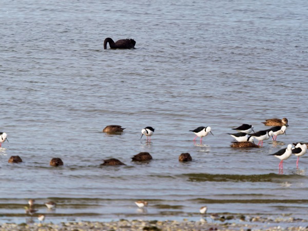 https://lemis.nyc3.digitaloceanspaces.com/grog/Photos/20250703/small/Birding-meeting-335.jpeg