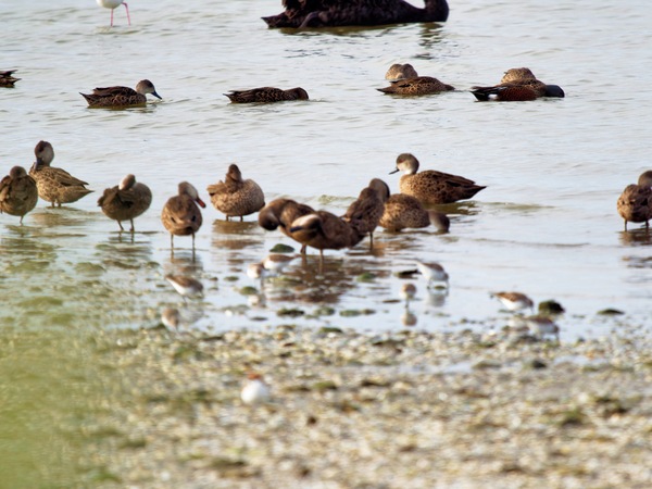https://lemis.nyc3.digitaloceanspaces.com/grog/Photos/20250703/small/Birding-meeting-336.jpeg