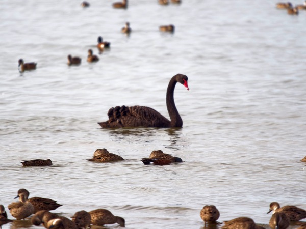 https://lemis.nyc3.digitaloceanspaces.com/grog/Photos/20250703/small/Birding-meeting-337.jpeg