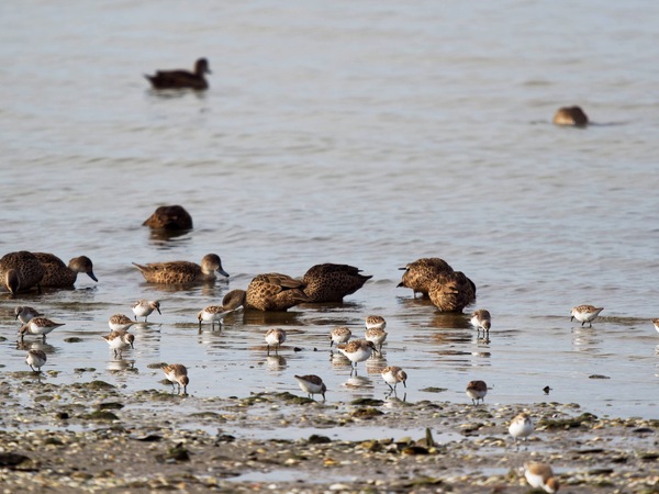 https://lemis.nyc3.digitaloceanspaces.com/grog/Photos/20250703/small/Birding-meeting-338.jpeg
