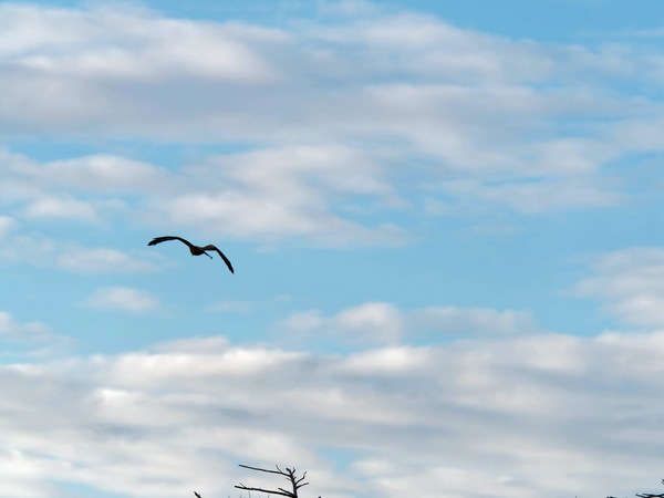 https://lemis.nyc3.digitaloceanspaces.com/grog/Photos/20250703/small/Birding-meeting-34.jpeg