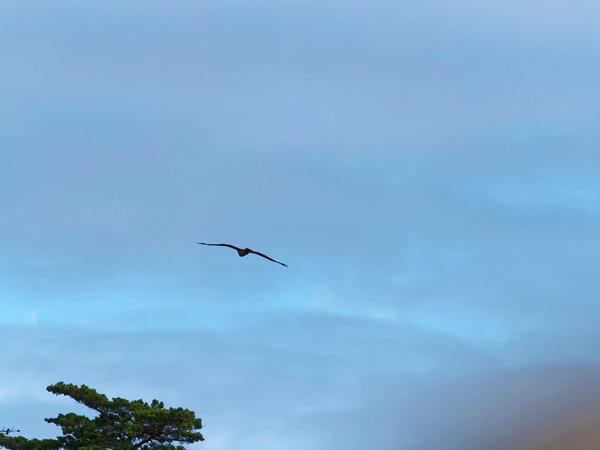 https://lemis.nyc3.digitaloceanspaces.com/grog/Photos/20250703/small/Birding-meeting-342.jpeg
