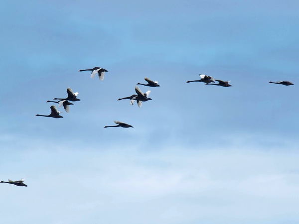https://lemis.nyc3.digitaloceanspaces.com/grog/Photos/20250703/small/Birding-meeting-343.jpeg