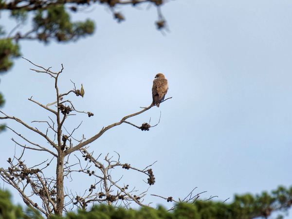 https://lemis.nyc3.digitaloceanspaces.com/grog/Photos/20250703/small/Birding-meeting-344.jpeg