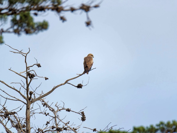 https://lemis.nyc3.digitaloceanspaces.com/grog/Photos/20250703/small/Birding-meeting-345.jpeg