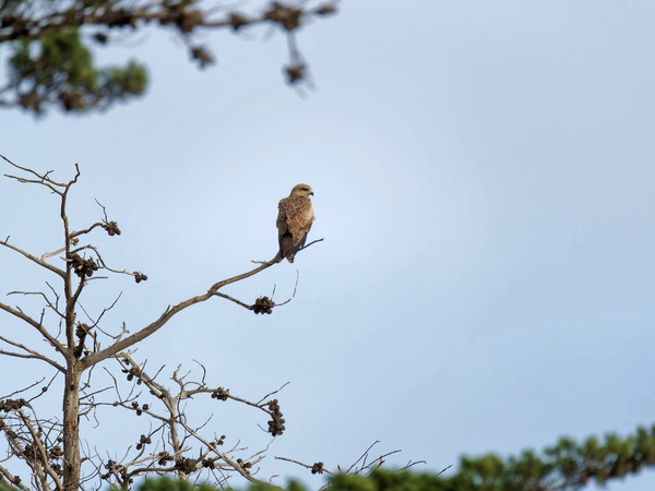 https://lemis.nyc3.digitaloceanspaces.com/grog/Photos/20250703/small/Birding-meeting-346.jpeg