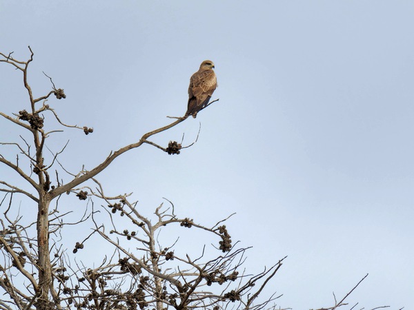 https://lemis.nyc3.digitaloceanspaces.com/grog/Photos/20250703/small/Birding-meeting-347.jpeg