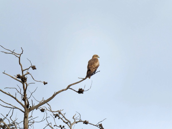 https://lemis.nyc3.digitaloceanspaces.com/grog/Photos/20250703/small/Birding-meeting-348.jpeg