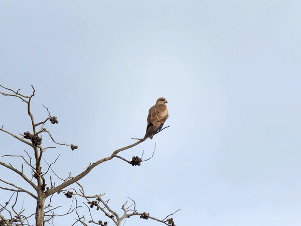 https://lemis.nyc3.digitaloceanspaces.com/grog/Photos/20250703/small/Birding-meeting-349.jpeg