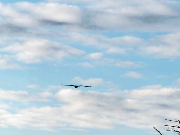 https://lemis.nyc3.digitaloceanspaces.com/grog/Photos/20250703/small/Birding-meeting-35.jpeg