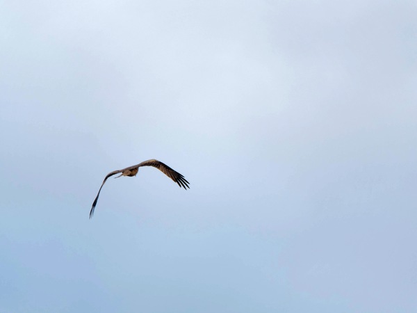 https://lemis.nyc3.digitaloceanspaces.com/grog/Photos/20250703/small/Birding-meeting-350.jpeg