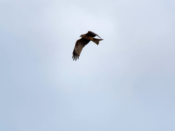 https://lemis.nyc3.digitaloceanspaces.com/grog/Photos/20250703/small/Birding-meeting-355.jpeg