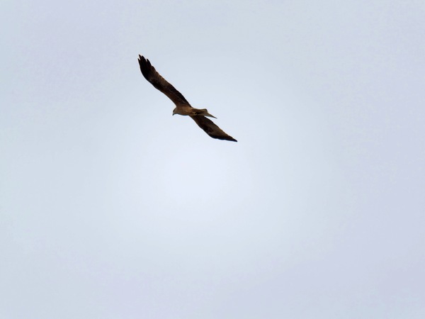 https://lemis.nyc3.digitaloceanspaces.com/grog/Photos/20250703/small/Birding-meeting-356.jpeg