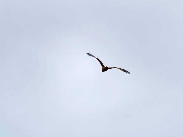 https://lemis.nyc3.digitaloceanspaces.com/grog/Photos/20250703/small/Birding-meeting-357.jpeg
