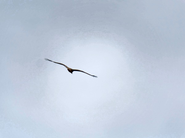 https://lemis.nyc3.digitaloceanspaces.com/grog/Photos/20250703/small/Birding-meeting-358.jpeg