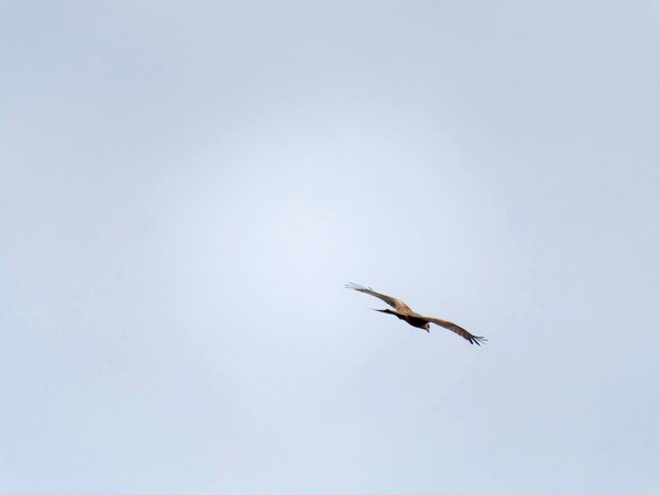 https://lemis.nyc3.digitaloceanspaces.com/grog/Photos/20250703/small/Birding-meeting-359.jpeg
