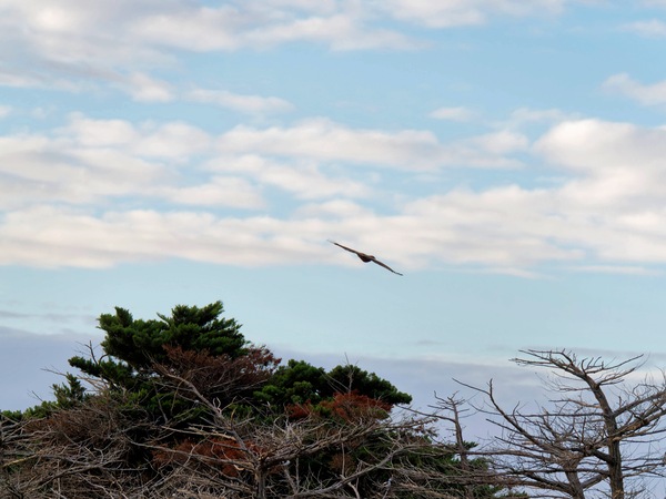 https://lemis.nyc3.digitaloceanspaces.com/grog/Photos/20250703/small/Birding-meeting-36.jpeg