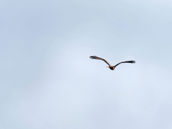 https://lemis.nyc3.digitaloceanspaces.com/grog/Photos/20250703/small/Birding-meeting-361.jpeg