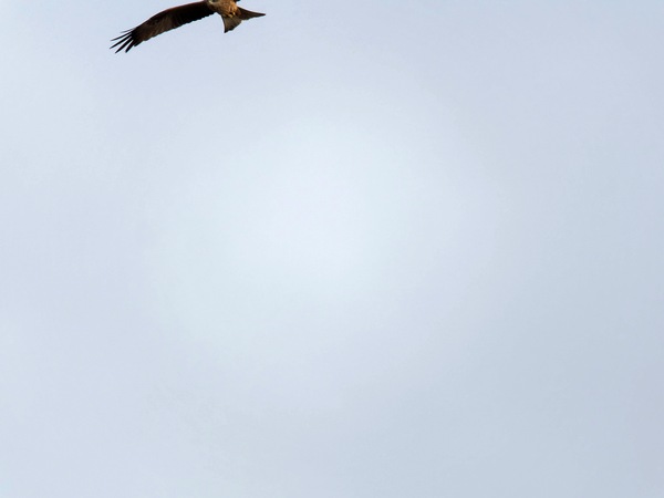 https://lemis.nyc3.digitaloceanspaces.com/grog/Photos/20250703/small/Birding-meeting-362.jpeg