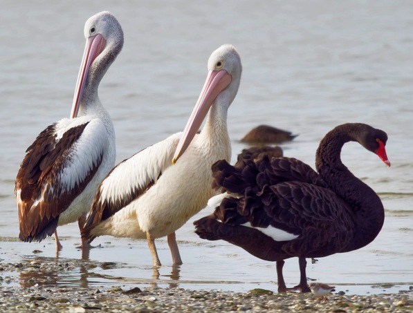 https://lemis.nyc3.digitaloceanspaces.com/grog/Photos/20250703/small/Birding-meeting-365.jpeg