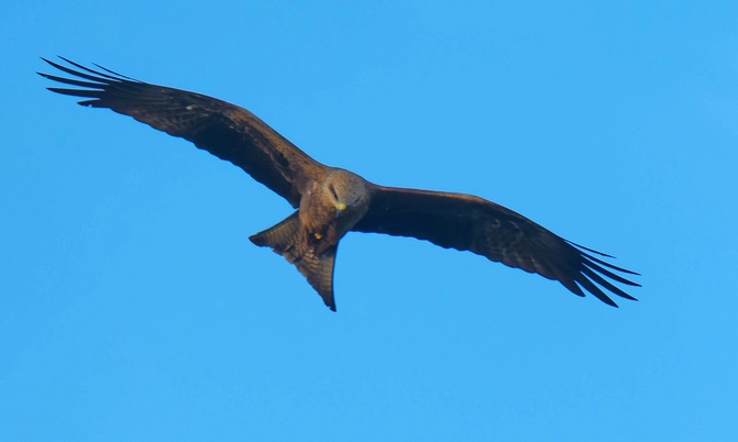 https://lemis.nyc3.digitaloceanspaces.com/grog/Photos/20250703/small/Birding-meeting-366.jpeg