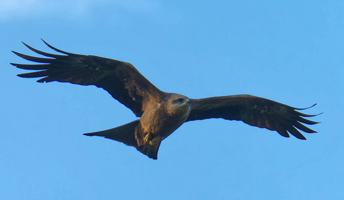 https://lemis.nyc3.digitaloceanspaces.com/grog/Photos/20250703/small/Birding-meeting-367.jpeg