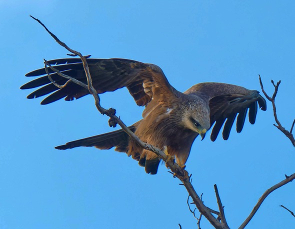 https://lemis.nyc3.digitaloceanspaces.com/grog/Photos/20250703/small/Birding-meeting-368.jpeg