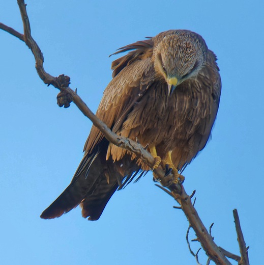 https://lemis.nyc3.digitaloceanspaces.com/grog/Photos/20250703/small/Birding-meeting-369.jpeg