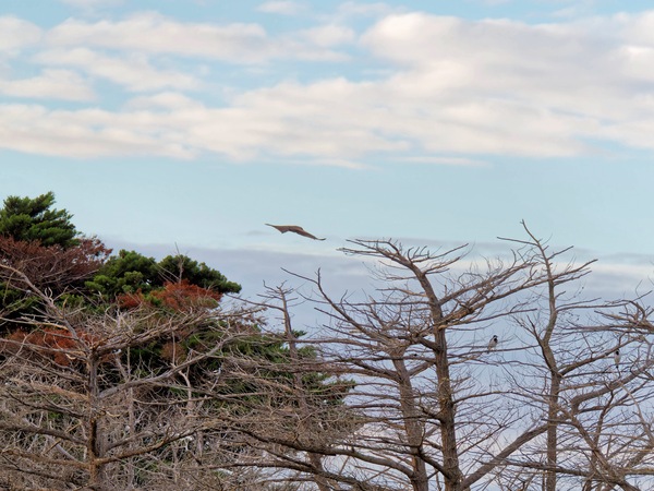 https://lemis.nyc3.digitaloceanspaces.com/grog/Photos/20250703/small/Birding-meeting-37.jpeg