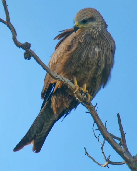 https://lemis.nyc3.digitaloceanspaces.com/grog/Photos/20250703/small/Birding-meeting-370.jpeg
