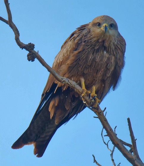 https://lemis.nyc3.digitaloceanspaces.com/grog/Photos/20250703/small/Birding-meeting-371.jpeg