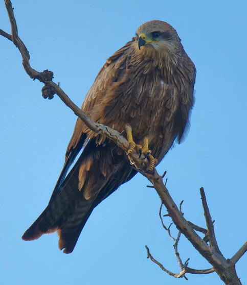https://lemis.nyc3.digitaloceanspaces.com/grog/Photos/20250703/small/Birding-meeting-372.jpeg