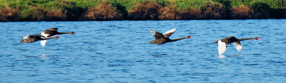 https://lemis.nyc3.digitaloceanspaces.com/grog/Photos/20250703/small/Birding-meeting-373.jpeg