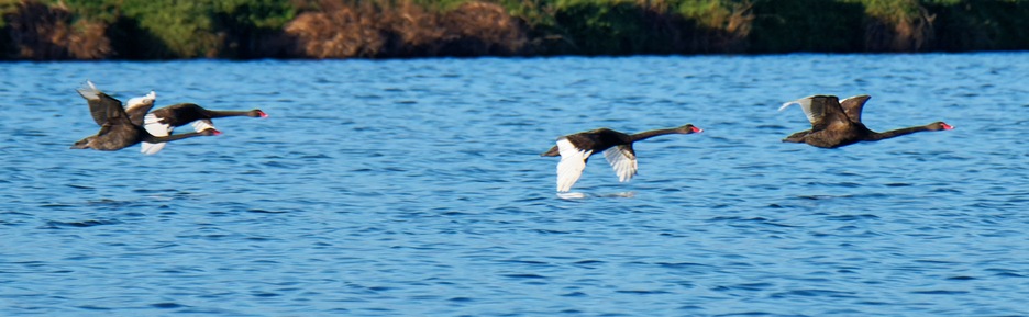 https://lemis.nyc3.digitaloceanspaces.com/grog/Photos/20250703/small/Birding-meeting-374.jpeg