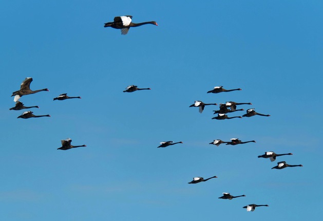 https://lemis.nyc3.digitaloceanspaces.com/grog/Photos/20250703/small/Birding-meeting-375.jpeg