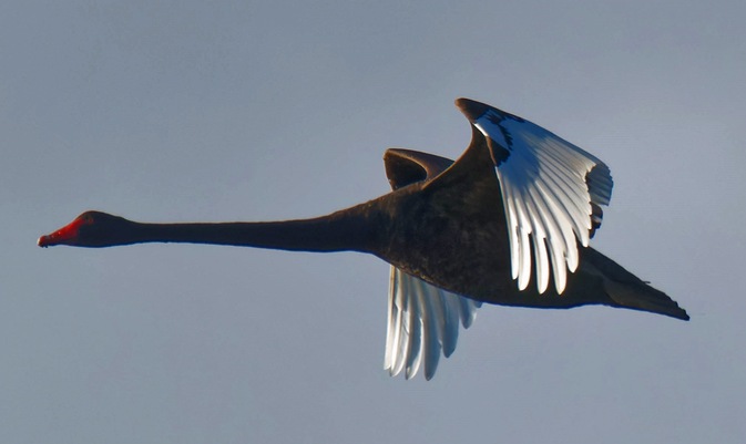 https://lemis.nyc3.digitaloceanspaces.com/grog/Photos/20250703/small/Birding-meeting-376.jpeg