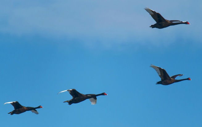 https://lemis.nyc3.digitaloceanspaces.com/grog/Photos/20250703/small/Birding-meeting-377.jpeg