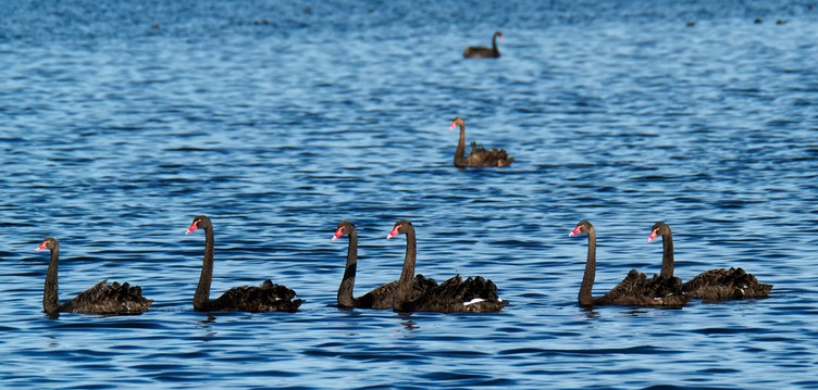 https://lemis.nyc3.digitaloceanspaces.com/grog/Photos/20250703/small/Birding-meeting-378.jpeg