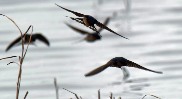 https://lemis.nyc3.digitaloceanspaces.com/grog/Photos/20250703/small/Birding-meeting-379.jpeg